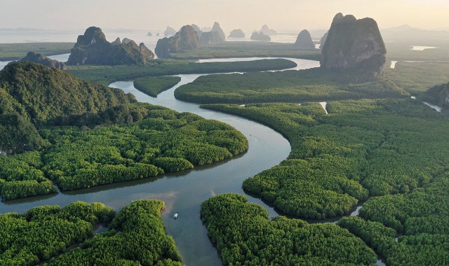 River and forest