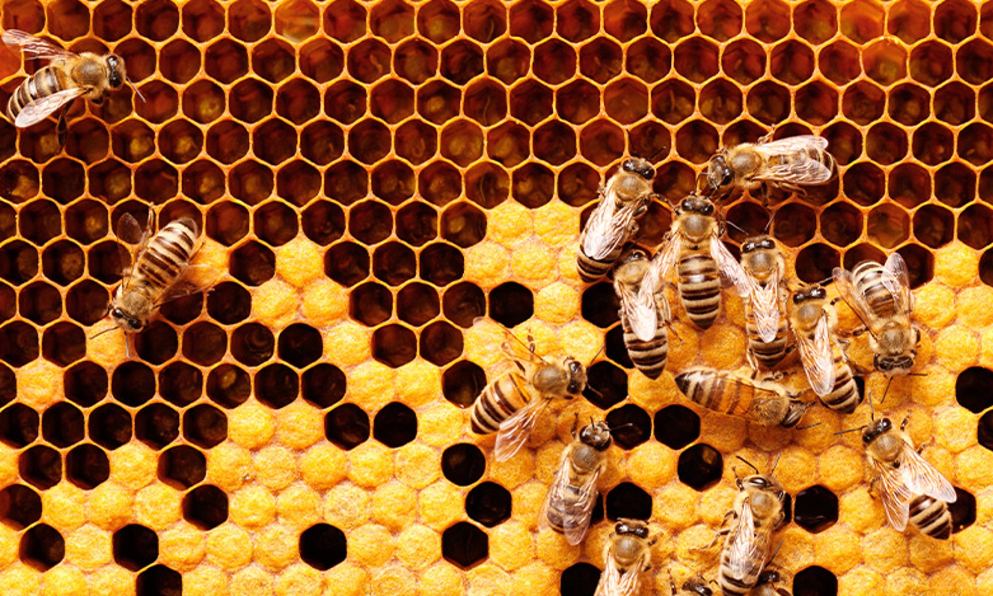 ‘Dune: Part Two,’ dancing honeybees and SSDs?